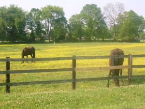 LaVergne TN Real Estate, La Vergne TN Short Sales, LaVergne TN Homes, Selling your LaVergne TN home